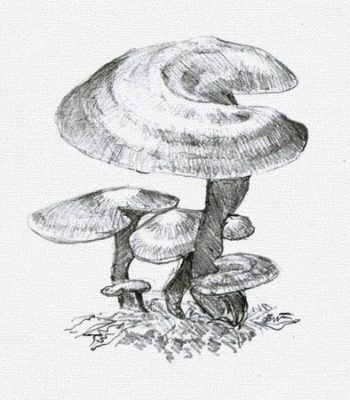 betaglukan-reishi
