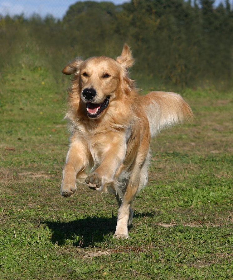 spokojený běžící pes